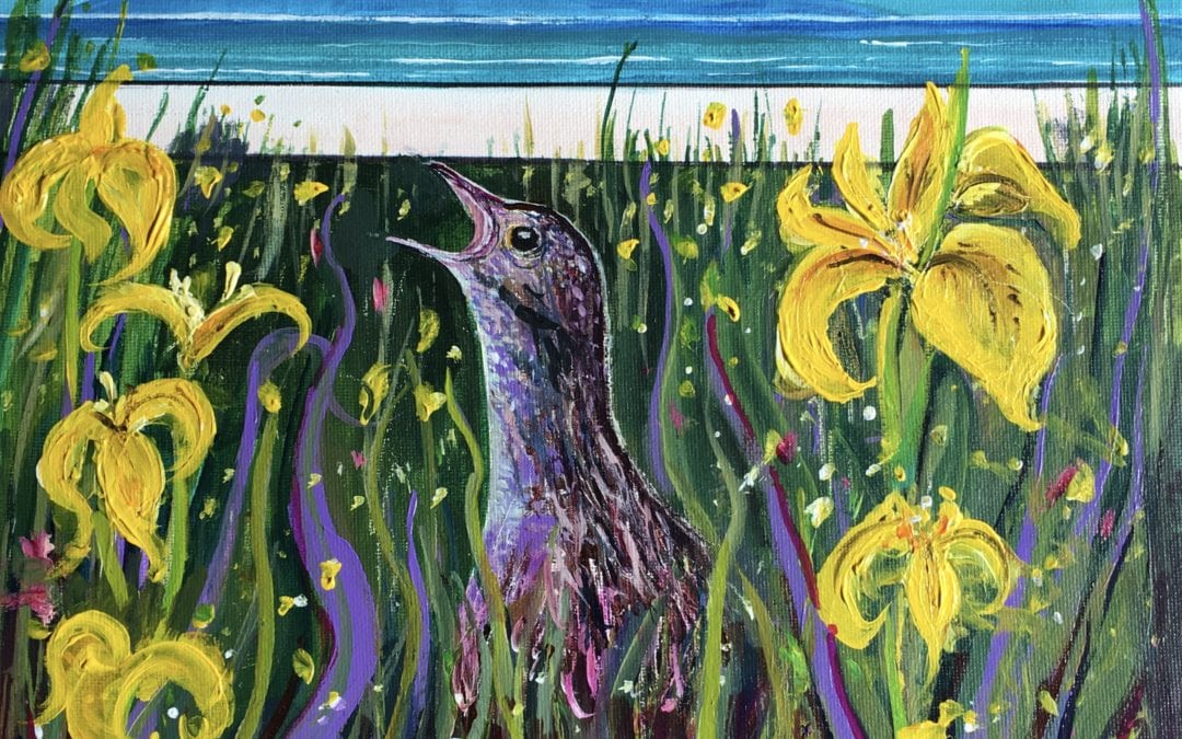 Corncrake in the Irises